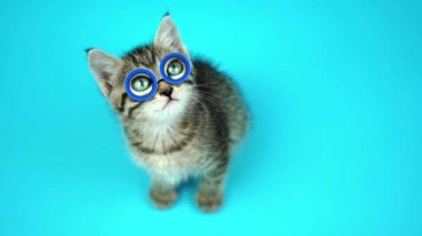 Gözlüklü ve yeşil gözlü tekir kedi yavrusu açık mavi üzerine oturur.