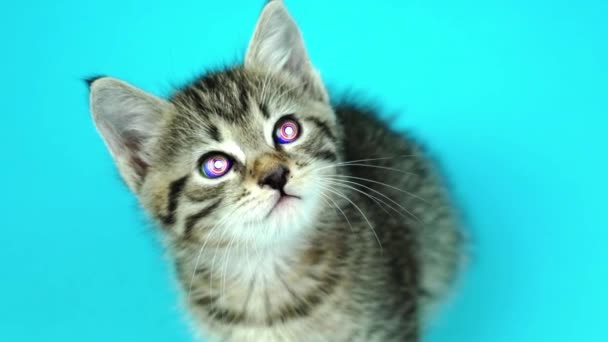 Açık mavi yakın plan üzerinde renk değiştiren gözleri olan komik kedi yavrusu. — Stok video
