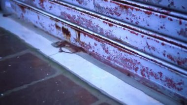 Yüksek su, paslı garaj kapısının yanındaki kırmızı tuğlalı yola taşmış.