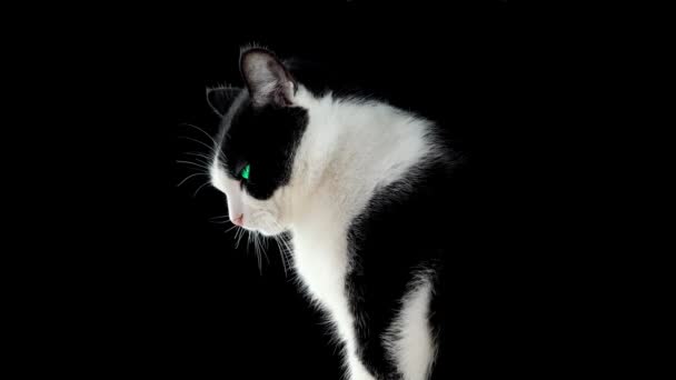 Gatto bianco e nero su sfondo scuro — Video Stock