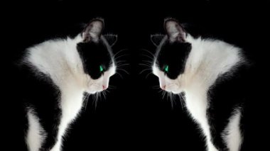 Siyah beyaz kedi karanlık arka planda yansıtılır.