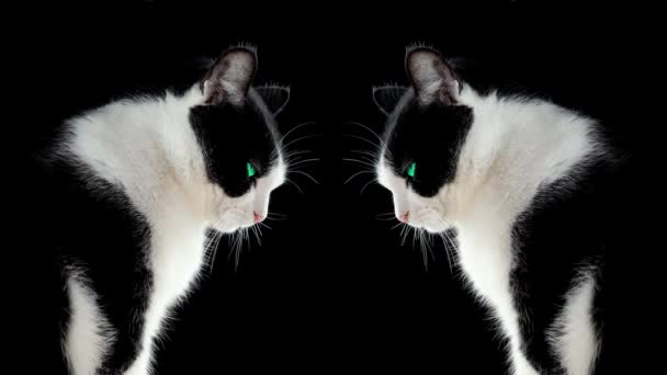 Gato blanco y negro reflejado sobre un fondo oscuro — Vídeos de Stock