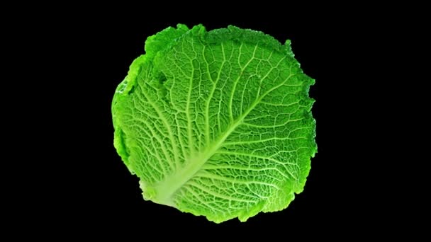黑色背景下的绿色卷心菜 — 图库视频影像