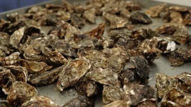 Taze çiğ istiridye yumuşakçaları ile metal tepsi boyunca hareket