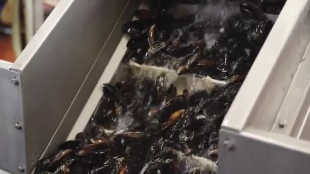 Rohe Muschelmuscheln mit Wasser auf Förderband waschen — Stockvideo