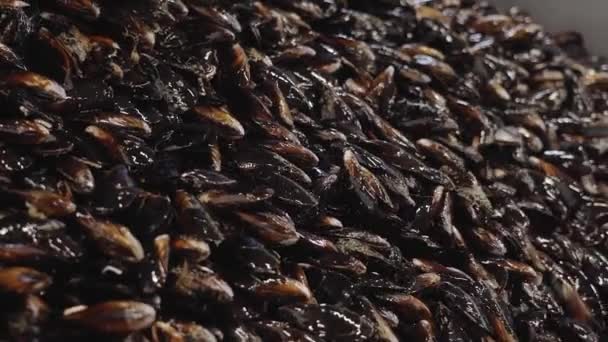 Råa musslor hälls i metall behållare på skaldjur växt — Stockvideo