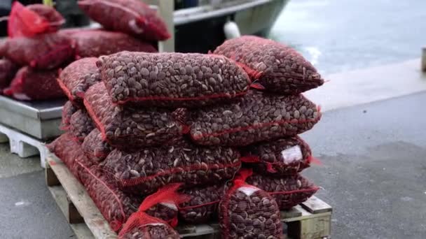 Werknemer loopt langs tassen met fasolari weekdieren in zeehaven — Stockvideo