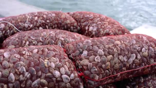 Stos worków siatkowych pełnych fasolarskich mięczaków przeciwko błękitnemu morzu — Wideo stockowe