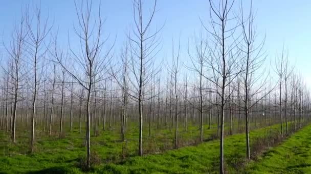 Moto lungo le linee di giovani alberi nudi nel nuovo giardino di frutta — Video Stock