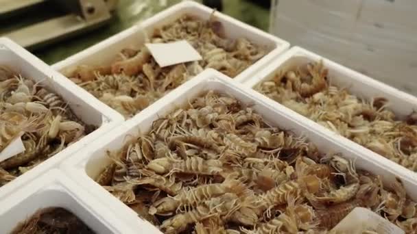 Containrar fulla av levande kungliga räkor på livsmedelsmarknaden — Stockvideo