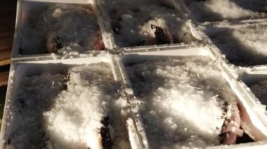 Buz parçaları beyaz kefal balıklarıyla dolu kaplara dökülüyor.