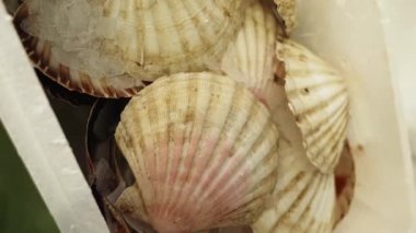 Taze çiğ deniz tarakları yiyecek pazarındaki beyaz kabın içinde buzda.