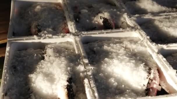 Ρίχνει πάγο θρυμματίζεται σε δοχεία με λευκά μπαρμπούνια — Αρχείο Βίντεο
