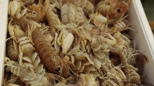 Ζωντανές βασιλικές γαρίδες ανακατεύουν ουρές σε λευκό δοχείο στην αγορά — Αρχείο Βίντεο