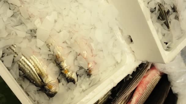 Boxen mit rohem Weißbarbenfisch und Crash Ice auf dem Markt — Stockvideo