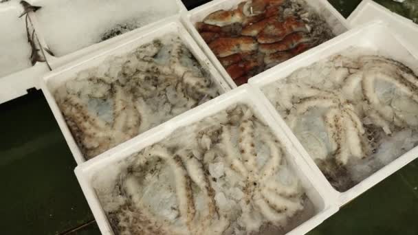 Transport till behållare med färska bläckfiskar på is på marknaden — Stockvideo