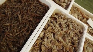 Beyaz konteynırda yaşayan pahalı kraliyet karideslerine teklif