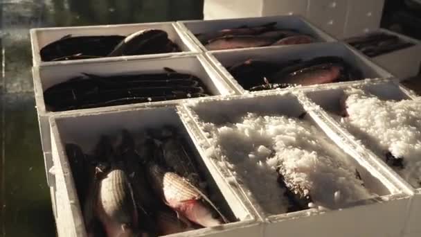 Pracownik wlewa lód do pojemników ze świeżymi, surowymi mulletami — Wideo stockowe