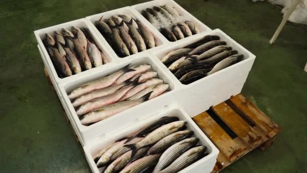 Containers com delicioso peixe fresco mullet stand on pallet — Vídeo de Stock