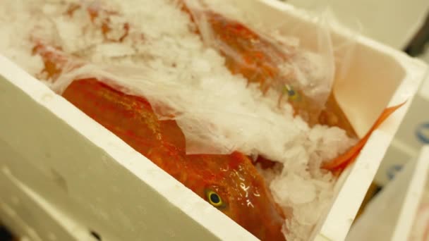 Pescado salmonete rojo fresco con hielo se desmorona en recipiente blanco — Vídeo de stock