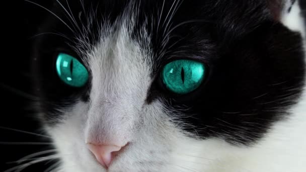 Schöne blaue Augen einer schwarz-weißen Katze — Stockvideo