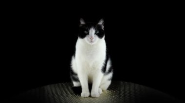 Siyah beyaz kedi oturuyor ve kameraya bakıyor.