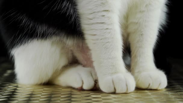 Zampe del gatto seduto sul pavimento — Video Stock