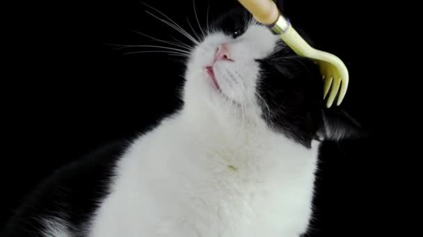 猫は手型の道具で頭に引っ掻かれる。 — ストック動画