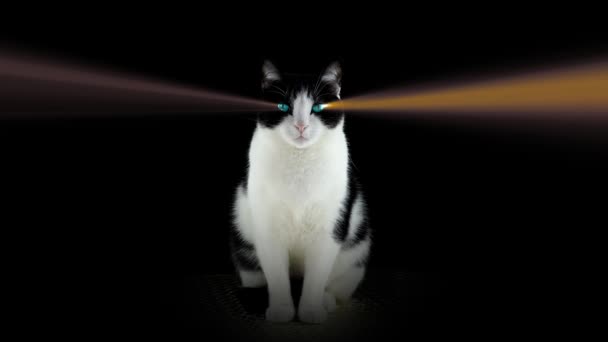 Gatto con occhi con raggio di luce su sfondo nero — Video Stock