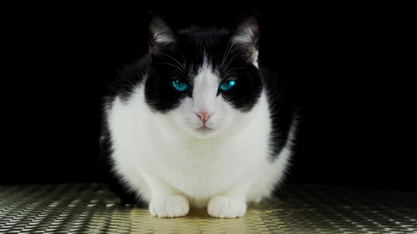 Seriös katt med blå ögon sittande på golvet — Stockvideo