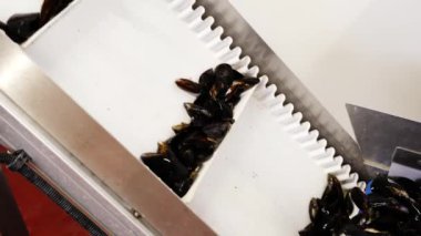 Otomatik taşıyıcı, sıralama sırasında ham midyeleri taşır