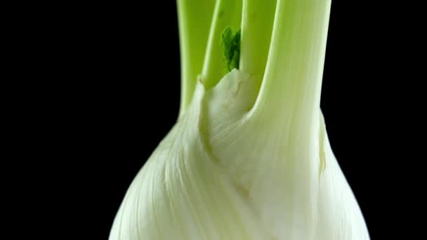 Young juicy fennel root on black background close view — Stock Video