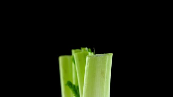 Fresh fennel with cut stems and gentle leaves turns on black — Stock Video