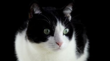 Siyah arka planda büyük gözleri olan bir kedi.