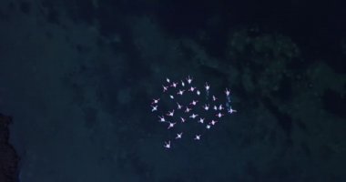Vahşi pembe flamingo sürüsü sakin gölün üzerinde uçuyor.