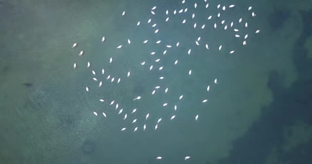 野生のピンクのフラミンゴの鳥は湖の水から離陸し、飛ぶ — ストック動画