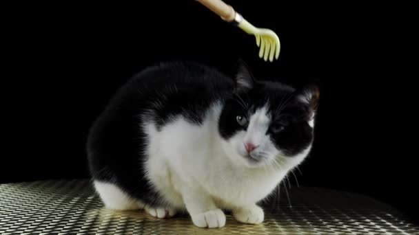 고양이는 손 모양의 도구로 머리를 긁고 있다 — 비디오
