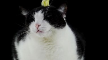 Kedi, el şeklindeki bir aletle kafasında çizik var.
