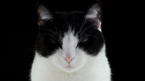 Krásná kočka se zavřenýma očima close-up — Stock video