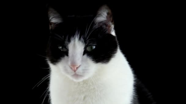 검은 배경에 큰 눈을 가진 고양이 — 비디오