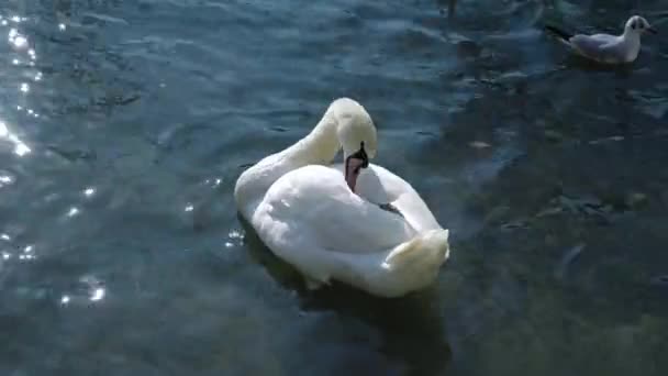 Elegante cigno bianco pulisce le piume nuotando sull'acqua blu — Video Stock