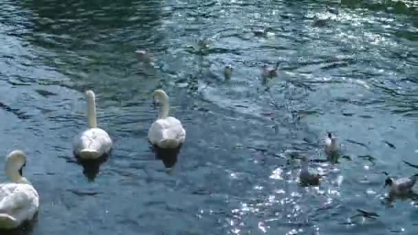 De grands cygnes blancs et de petites goélands gris nagent sur la rivière bleue — Video