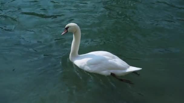 Elegant large swan with white feathers rests on azure water — Stock Video