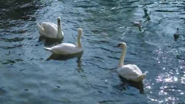 Cisnes y gaviotas de plumas blancas nadan en el agua azul del río — Vídeos de Stock