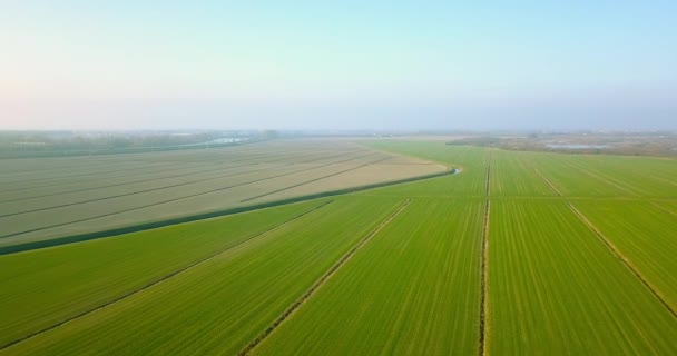 Endless vegetable field plots of green and brown colours — Stock Video