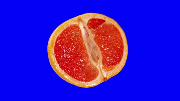 Красный грейпфрут разрезан надвое на синем фоне — стоковое видео