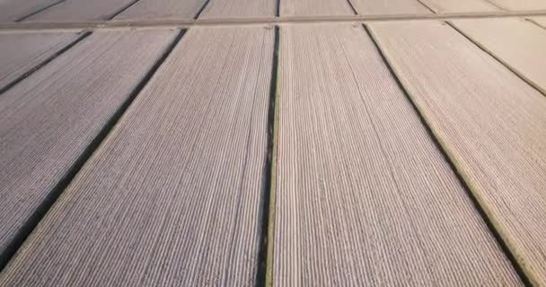 Boundless longitudinal rows of harvested brown fields — Stock Video