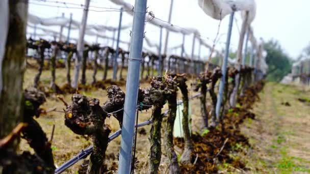 De petites vignes fixées aux supports bleus poussent dans le vignoble — Video