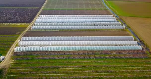 Ruch wzdłuż niekończących się lokalnych pól winnic z leżakami — Wideo stockowe