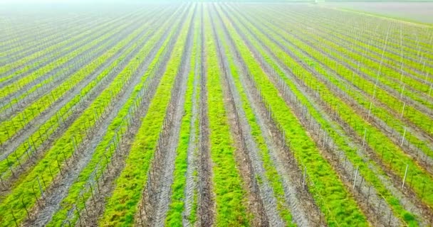 Viña ilimitada con amplias tiras de plantas verdes en Italia — Vídeos de Stock